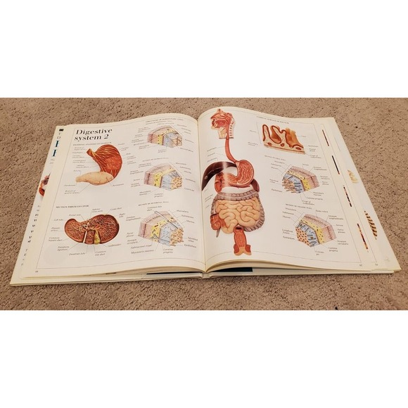 Eyewitness Visual Dictionaries: the Visual Dictionary of the Human Body by DK... - Picture 9 of 14